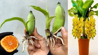 UNIQUE TECHNIQUE OR how to propagate banana plants using many useful methodsusing oranges [upl. by Aridaj333]