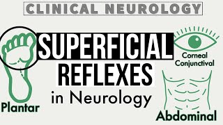 SUPERFICIAL REFLEXES  Corneal amp Conjunctival Reflex  Gag Reflex  Abdominal Reflex  Cremasteric [upl. by Gabbey]