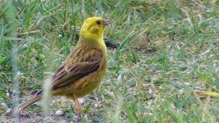 Goldammer Yellowhammer Emberiza citrinella [upl. by Annehsat922]