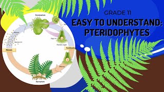 Pteridophytes [upl. by Edelstein378]