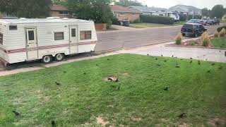 More Grackles on Lawn [upl. by Zolly510]