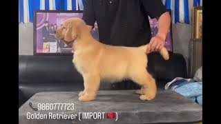 Golden Retriever [upl. by Sullivan]