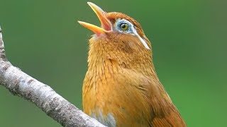 Chinese Hwamei Melodious Laughingthrush [upl. by Adnala662]