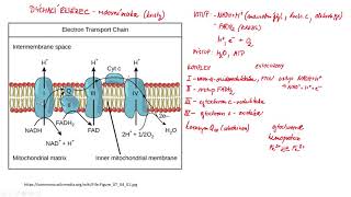 Metabolismus sacharidů 4 Dýchací řetězec  detailní pohled [upl. by Fleece]