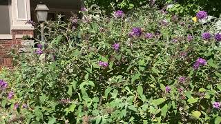 Butterfly Bush BuddlejaBuddleia davidii Summer Lilac Orange Eye in Lincoln Nebraska butterfly [upl. by Levan]