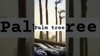 Storm damage hurricane stormdamage cars palmtrees subscribe share [upl. by Anihta]