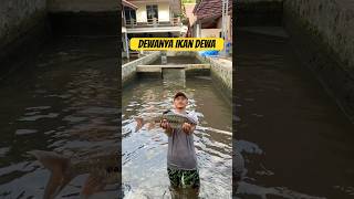 Ikan dewa Fish 88 Sumedang [upl. by Danieu]