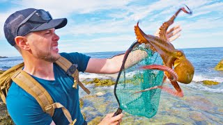 New Species of Octopus Incredibly Smart [upl. by Keelby]