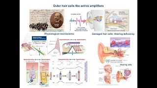 Outer hair cells amp Inner Ear  Cochlear Amplification Mechanisms [upl. by Jocelin]