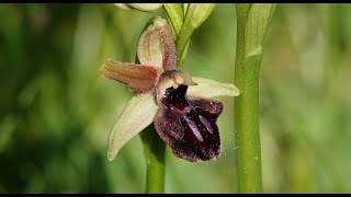 Ophrys sphegodes Descubre la fascinante orquídea abejera 🌺🐝🐝 [upl. by Aleb153]