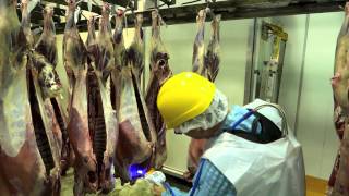 Veritide Fecal Detection  in a meat packers chiller [upl. by Nrehtac]