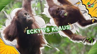 ECKY VS KLAUS IN PLAYFUL WRESTLING [upl. by Lleral443]