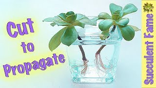 Cuttings How to Propagate Succulents PART 2 Plus Inverted Planting [upl. by Auqcinahs]