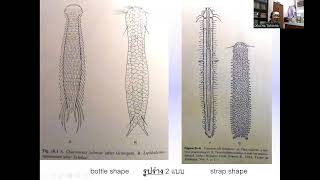 214310 Pseudocoelomates 1 [upl. by Christabel]