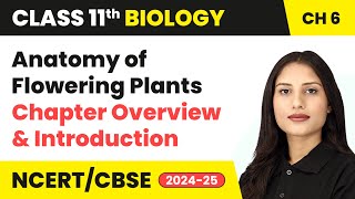 Anatomy of Flowering Plants  Chapter Overview amp Introduction  Class 11 Biology Chapter 6  CBSE [upl. by Prentiss180]