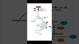 krebs cycle TCA citricacidcycle plant chain bio [upl. by Favata]