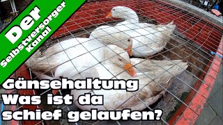 Selbstversorger Gänsehaltung Was ist schief gelaufen [upl. by Lattonia899]