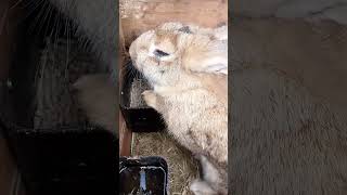 Вкусно bunny rabbitry animals rabbit cute rabbitfarming cuteanimals кролики rabbitfood [upl. by Joshua485]