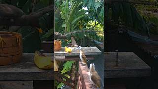 BLACK Myna  Yellowvented bulbul feeder [upl. by Anayi859]