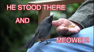 How We Got a Catbird to Eat from Our Hands and Meow NARRATED [upl. by Trillby583]