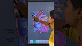 cardiology hearthealth bloodcirculation and medicalsciencesystole diastole bloodpressure [upl. by Jumbala899]