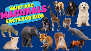 What are Mammals Mammal Facts For Kids [upl. by Enimaj591]