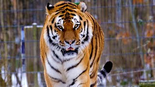 Tiger Cheetah  lynx  Leopard  Big Cats  Royal Bengal Tiger tiger wildanimalwatching [upl. by Rebmat378]