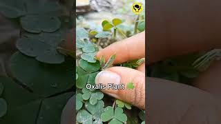 Oxalis Plant Ballistic Dispersal Mechanism amazingfacts [upl. by O'Neil]