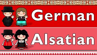 GERMANIC GERMAN amp ALSATIAN [upl. by Jaye]