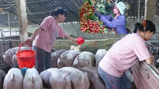 Farmgiant pig grows fast and girl journeys to harvest red gold across the valley [upl. by Ahsekam]