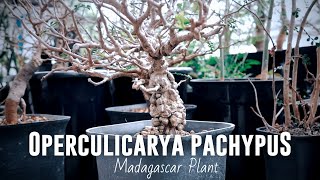 Operculicarya Pachypus  Natural Bonsai Dari Madagascar [upl. by Cloots31]