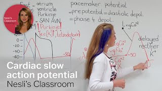 Cardiac slow action potential [upl. by Hodess]