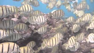 Convict Surgeonfish Acanthurus triostegus [upl. by Haerdna559]