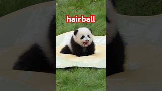 there is one hairball please take of anyone likecute pandalife panda pandababy [upl. by Glanville]