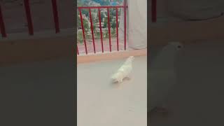 fantail pigeon subscribepigeon allbirdslover viralvideo kabutar subscribe [upl. by Ephraim]