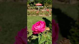 Schöner Rundgang Rosengarten Pitten Rosen Blühen Blüte der Königin der Blumen [upl. by Ardien]