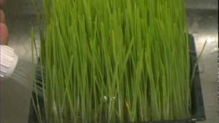 How to Grow Wheatgrass [upl. by Parthena113]