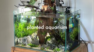 How to Set Up Planted Aquarium for Beginners Without CO2 Injection [upl. by Karoline913]