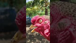 Rooster ll roosters youtubeshorts shorts viralvideo [upl. by Ariam]