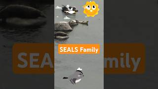 The Joyful Seals A Swimming Family Adventure [upl. by Nosidam330]