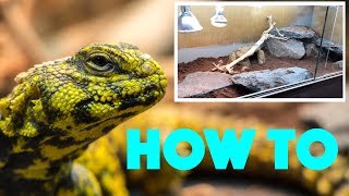 Setting up a naturalistic Uromastyx TANK How to [upl. by Aehtorod]