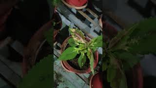 Coleus collectionColeus cuttings rooting fast in rainy season [upl. by Tsuda]