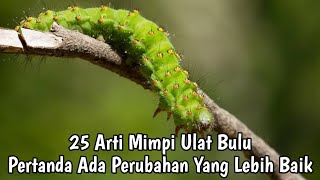 25 ARTI MIMPI ULAT BULU [upl. by Cassiani]