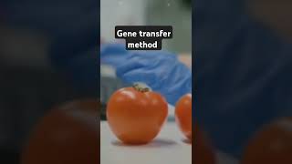 Gene transfer MethodCBSEClass 12 [upl. by Nelda358]