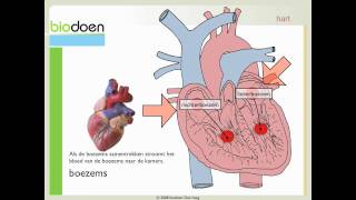 Biodoen  werking van het hart 2 van 3 [upl. by Celestyn]