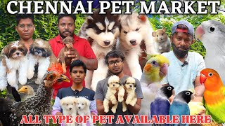 BROADWAY SUNDAY MARKET LOW Price PET selling marketbroadwaypetmarketpetmarketpets [upl. by Nnylamme]