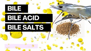 BIle acids and Bile salts [upl. by Morehouse]