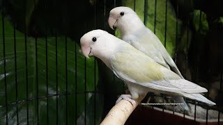 RosyFaced Lovebird Chirping Sounds  WhiteFaced Green Pallid Opaline [upl. by Anelas]