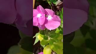 Vinca flower 🌺nature newvideo likeGoing to visit new garden vlogs coming 🔜 [upl. by Ballard]