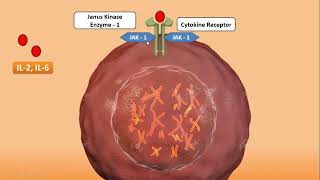 Xeljanz Tofacitinib  JAK Inhibitor  Pharmacology Mechanism of Action How Xeljanz works [upl. by Ignatius28]